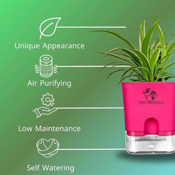 Spider_Plant_(Chlorophytum)_In_Self_Watering_Pot