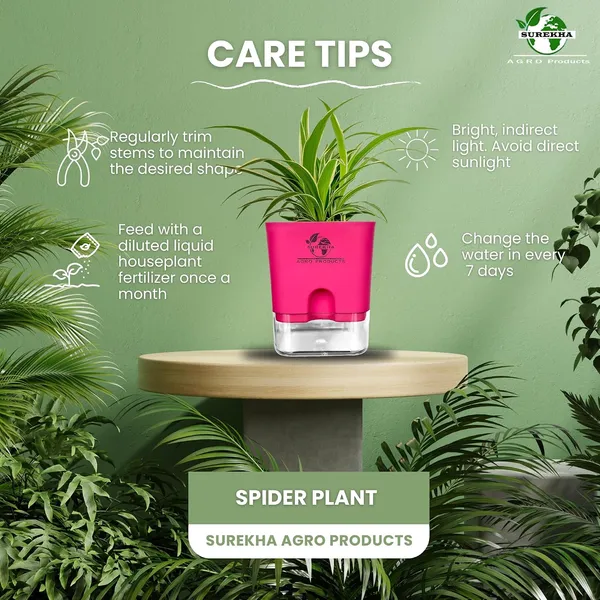 Spider_Plant_(Chlorophytum)_In_Self_Watering_Pot