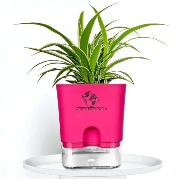 Spider_Plant_(Chlorophytum)_In_Self_Watering_Pot