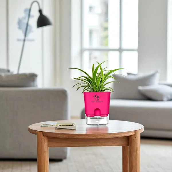 Spider_Plant_(Chlorophytum)_In_Self_Watering_Pot