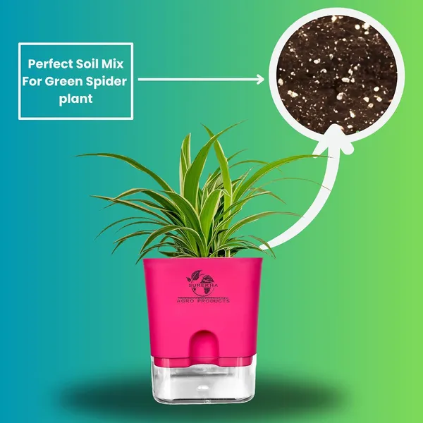 Spider_Plant_(Chlorophytum)_In_Self_Watering_Pot