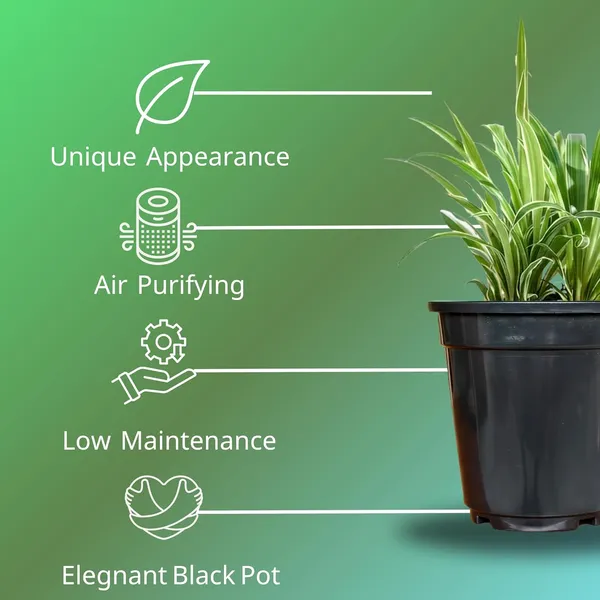 Spider_Plant_In_Self_Watering_Pot