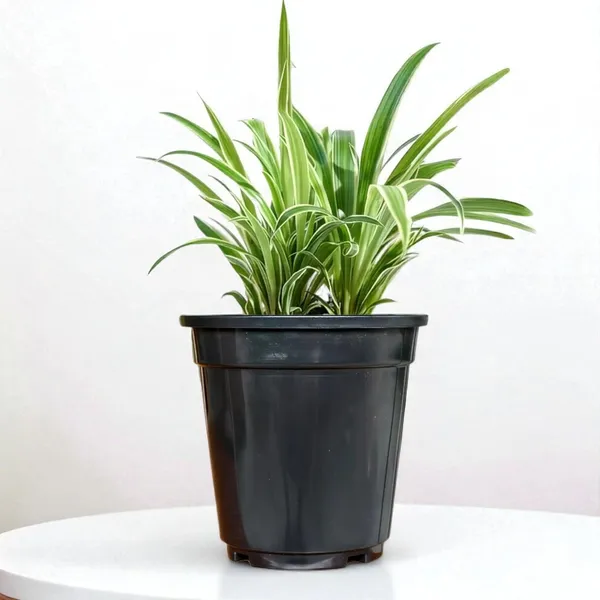 Spider_Plant_In_Self_Watering_Pot