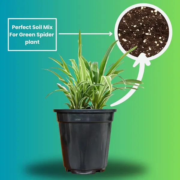 Spider_Plant_In_Self_Watering_Pot
