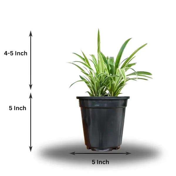 Spider_Plant_In_Self_Watering_Pot