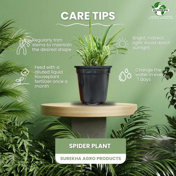 Spider_Plant_In_Self_Watering_Pot