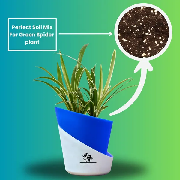 Spider_Plant_In_Self_Watering_Pot