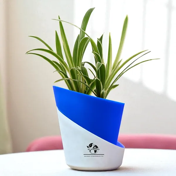 Spider_Plant_In_Self_Watering_Pot