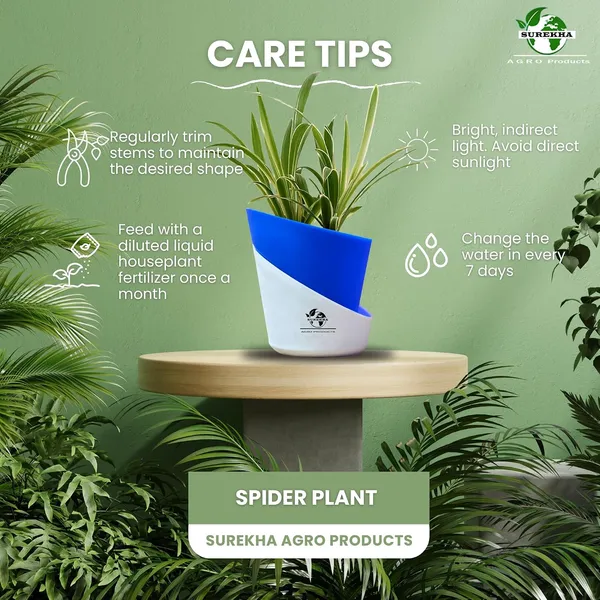 Spider_Plant_In_Self_Watering_Pot