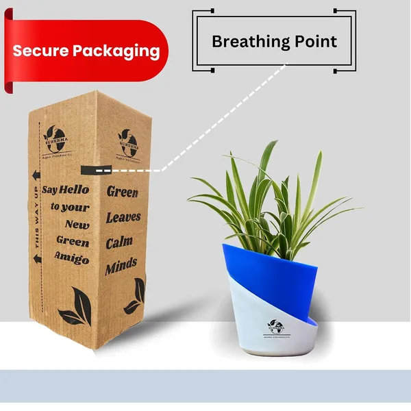 Spider_Plant_In_Self_Watering_Pot