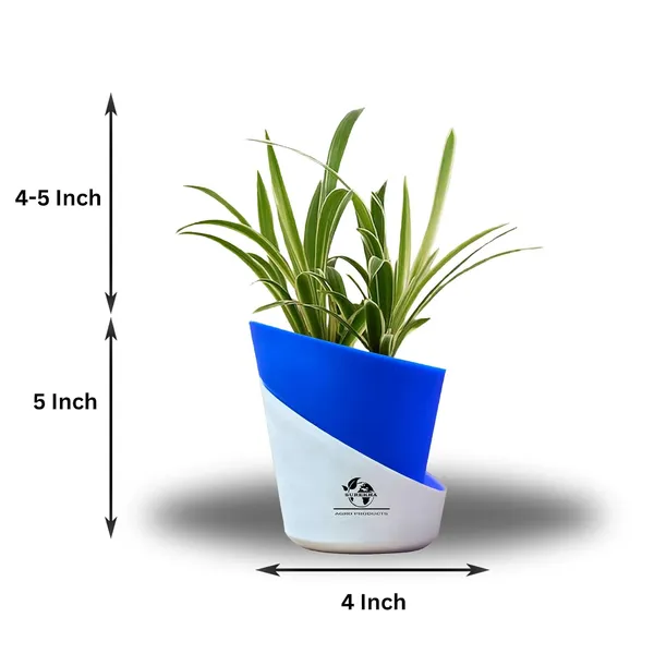 Spider_Plant_In_Self_Watering_Pot