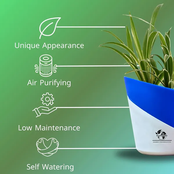 Spider_Plant_In_Self_Watering_Pot