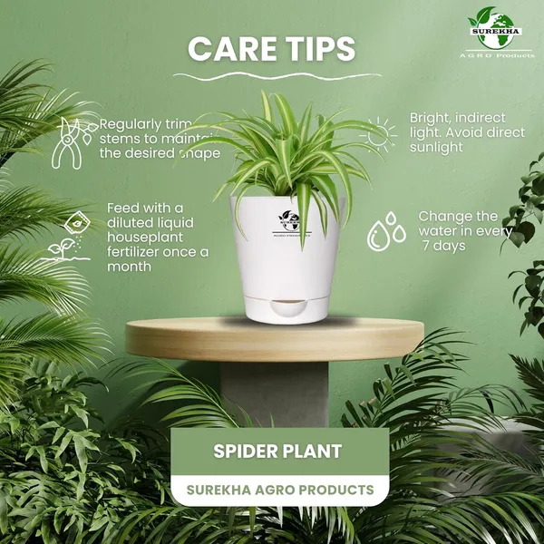 Spider_Plant_In_Self_Watering_Pot