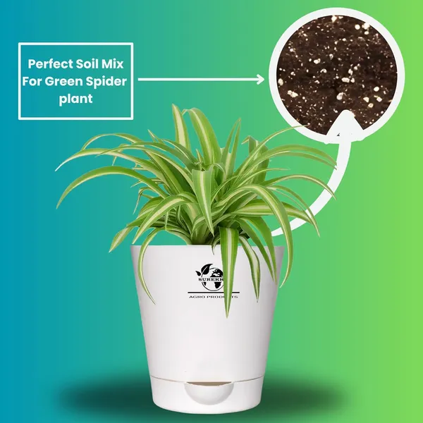 Spider_Plant_In_Self_Watering_Pot