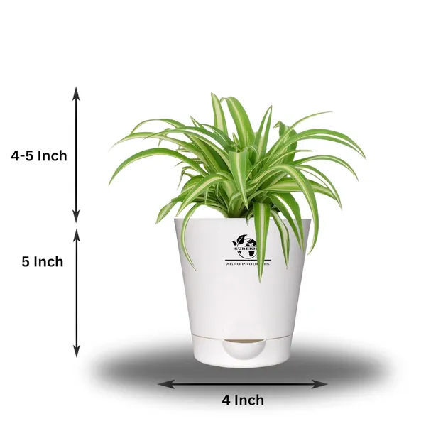 Spider_Plant_In_Self_Watering_Pot