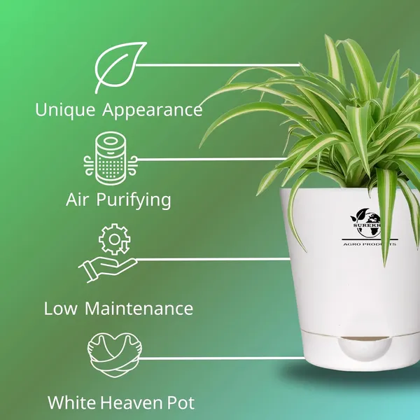 Spider_Plant_In_Self_Watering_Pot
