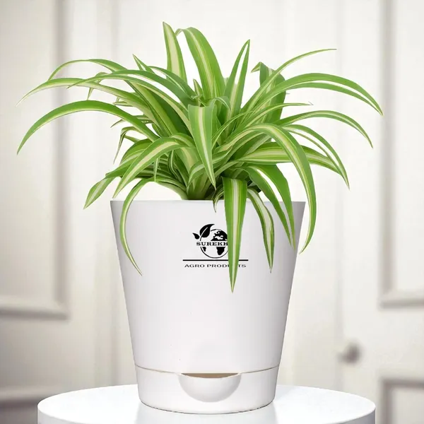 Spider_Plant_In_Self_Watering_Pot