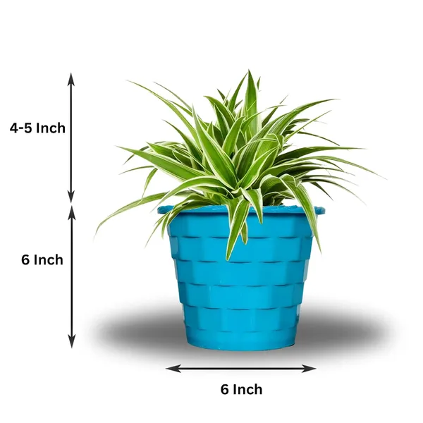 Spider_Plant_In_Decorative_Pot