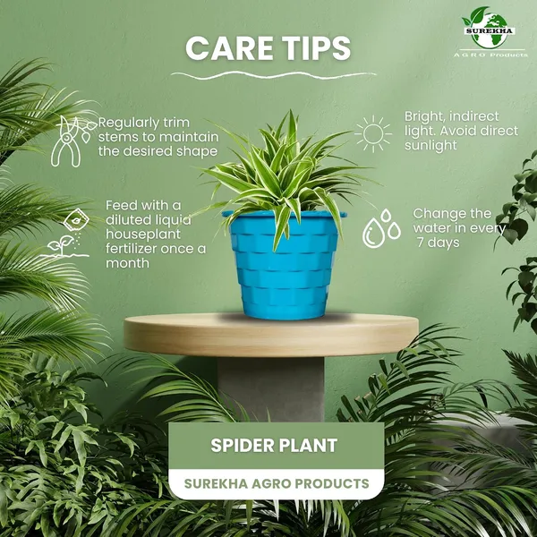 Spider_Plant_In_Decorative_Pot