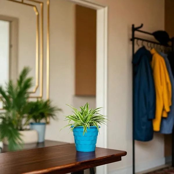 Spider_Plant_In_Decorative_Pot