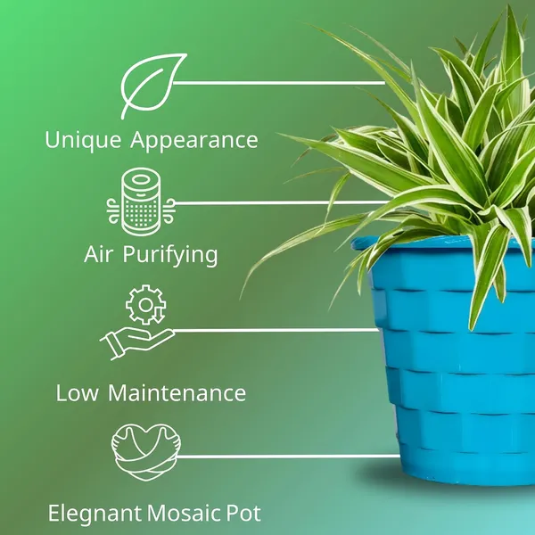 Spider_Plant_In_Decorative_Pot