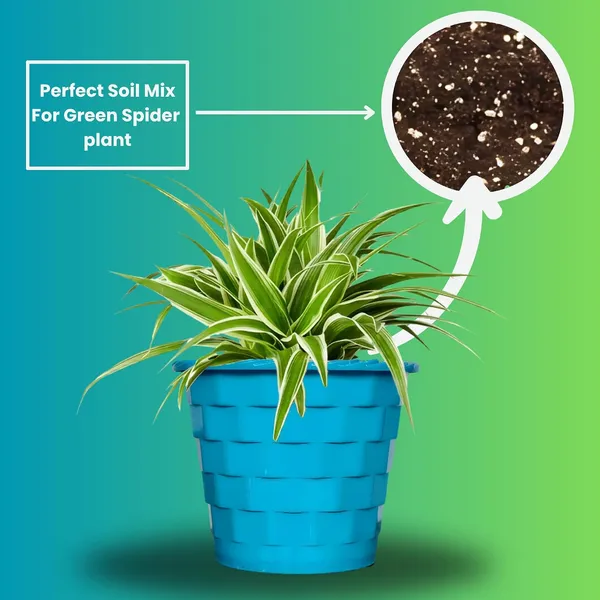 Spider_Plant_In_Decorative_Pot