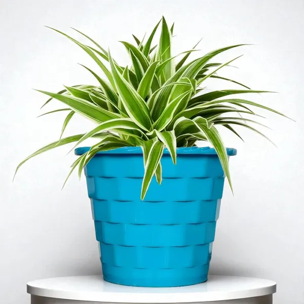 Spider_Plant_In_Decorative_Pot