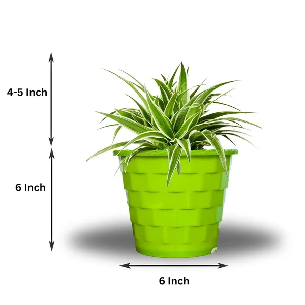 Spider_Plant_In_Self_Watering_Pot