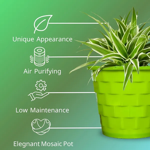 Spider_Plant_In_Self_Watering_Pot