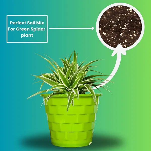 Spider_Plant_In_Self_Watering_Pot