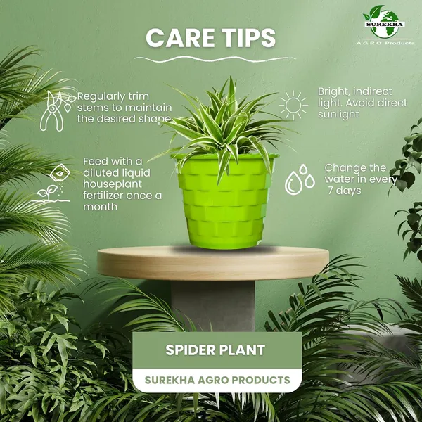 Spider_Plant_In_Self_Watering_Pot