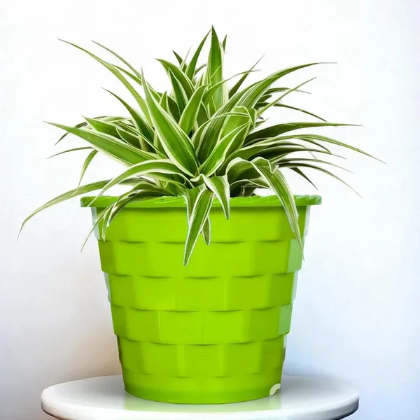 Spider_Plant_In_Self_Watering_Pot