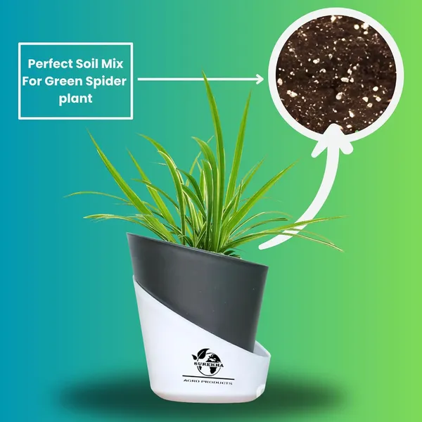 Spider_Plant_In_Self_Watering_Pot