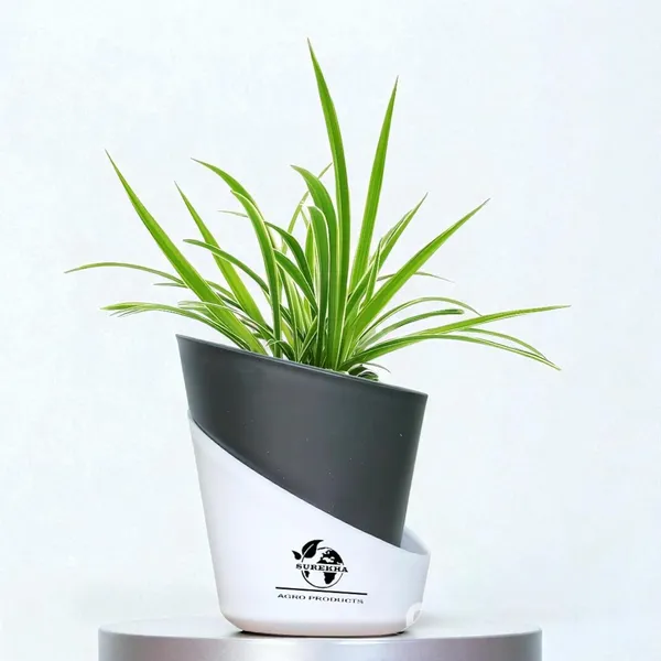 Spider_Plant_In_Self_Watering_Pot