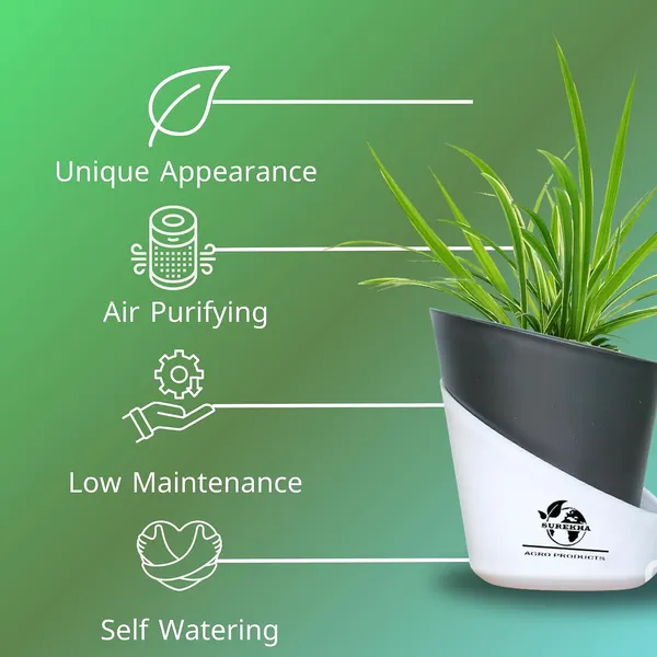 Spider_Plant_In_Self_Watering_Pot