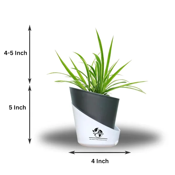 Spider_Plant_In_Self_Watering_Pot