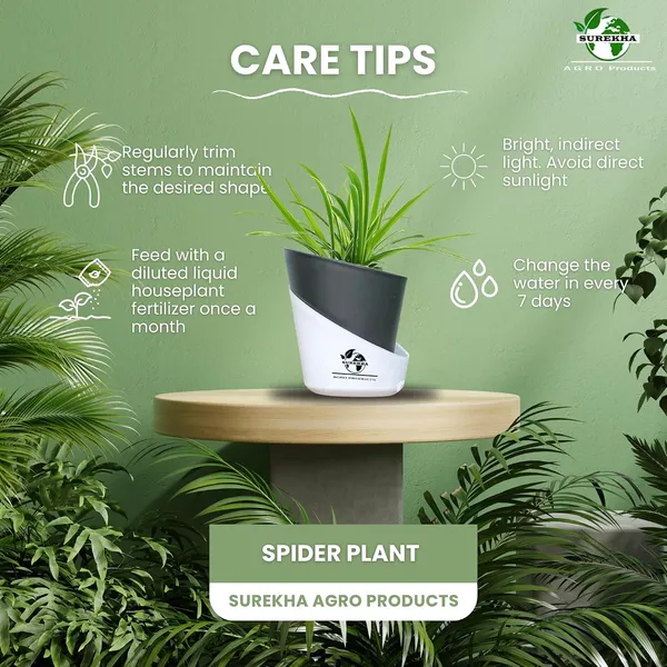 Spider_Plant_In_Self_Watering_Pot