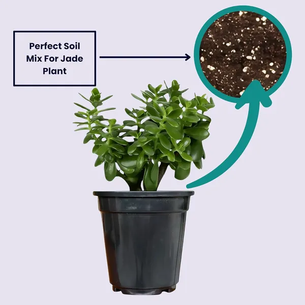 Jade_Plant_With_Pot_Pack_Of_2
