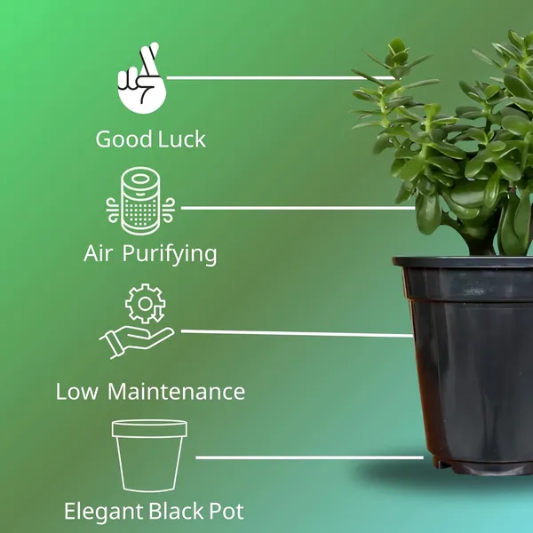 Jade_Plant_With_Pot_Pack_Of_2