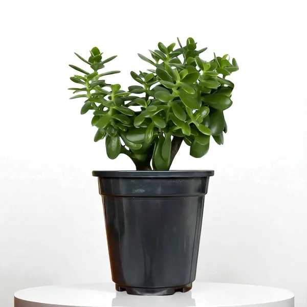 Jade_Plant_With_Pot_Pack_Of_2