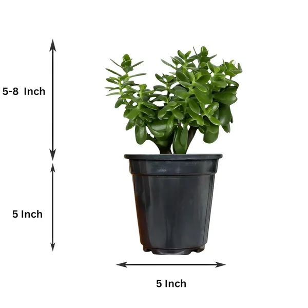 Jade_Plant_With_Pot_Pack_Of_2