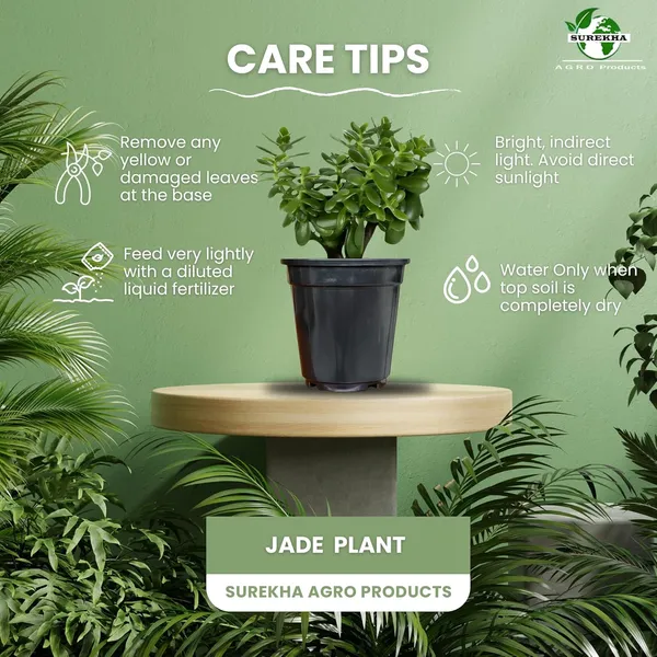 Jade_Plant_With_Pot_Pack_Of_2