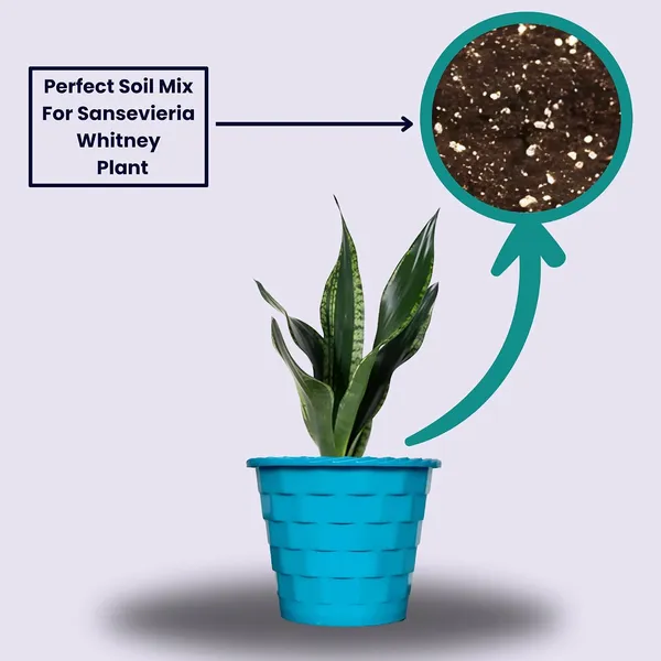 Snake_Plant_(Sansevieria_Whitney)_With_Self_Watering_Pot