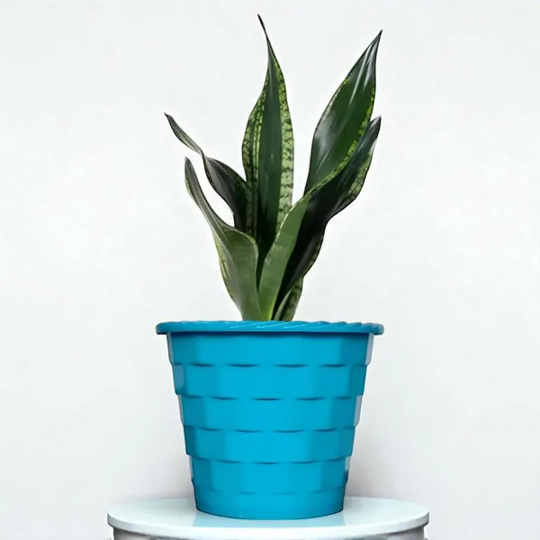 Snake_Plant_(Sansevieria_Whitney)_With_Self_Watering_Pot