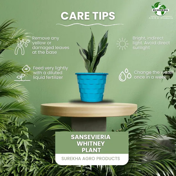 Snake_Plant_(Sansevieria_Whitney)_With_Self_Watering_Pot