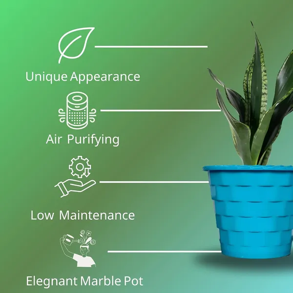 Snake_Plant_(Sansevieria_Whitney)_With_Self_Watering_Pot