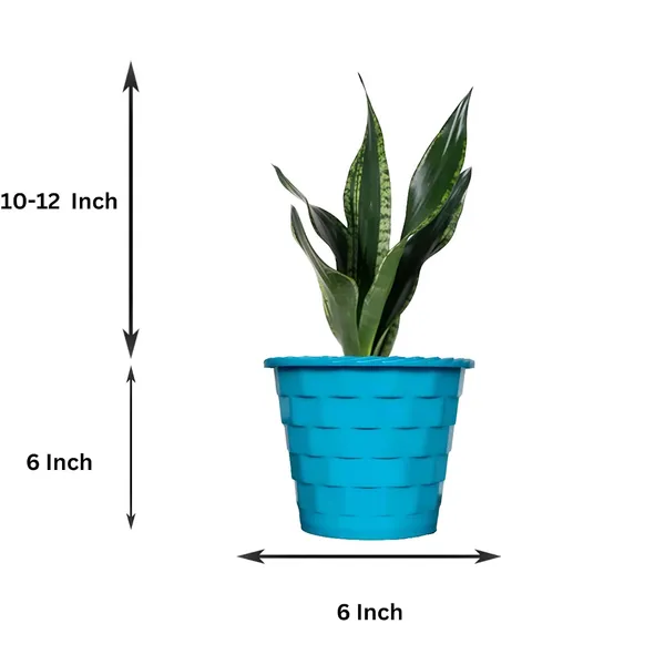 Snake_Plant_(Sansevieria_Whitney)_With_Self_Watering_Pot