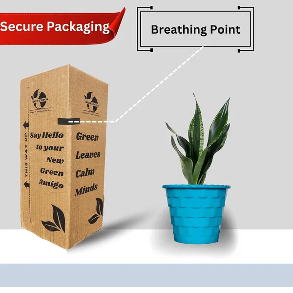Snake_Plant_(Sansevieria_Whitney)_With_Self_Watering_Pot