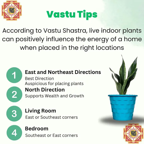 Snake_Plant_(Sansevieria_Whitney)_With_Self_Watering_Pot