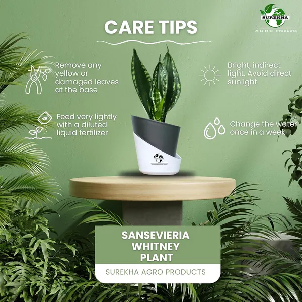 Snake_Plant_(Sansevieria_Whitney)_With_Self_Watering_Pot